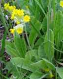 Primula veris