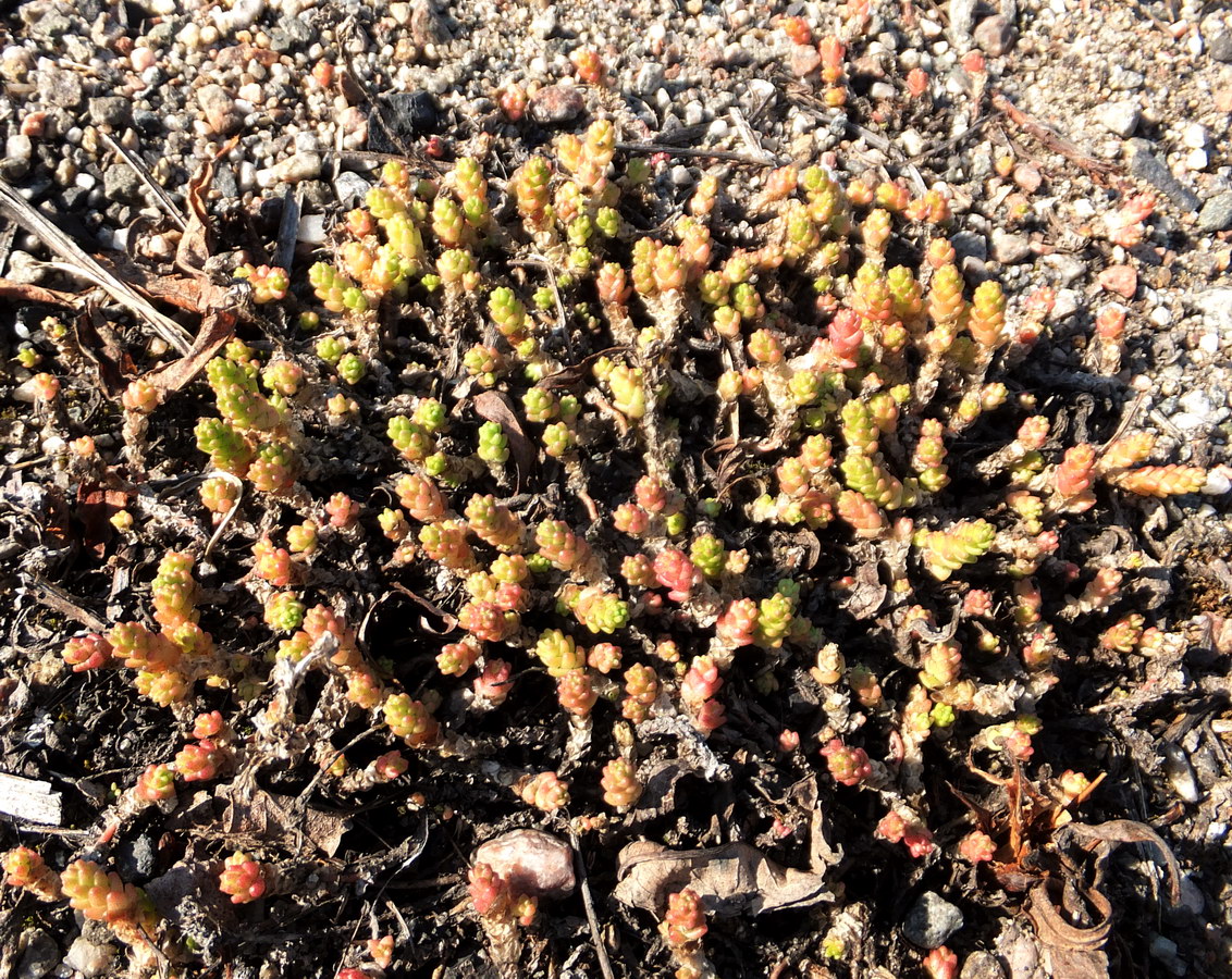 Image of Sedum acre specimen.