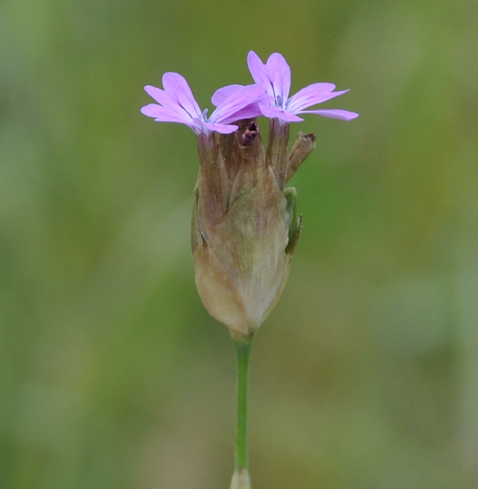 Изображение особи Petrorhagia prolifera.