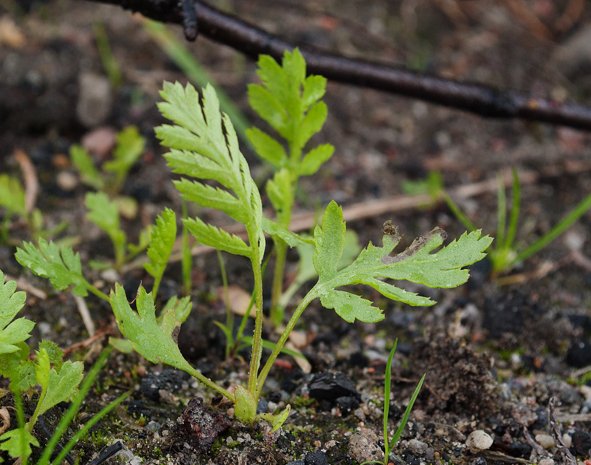 Изображение особи Tanacetum vulgare.