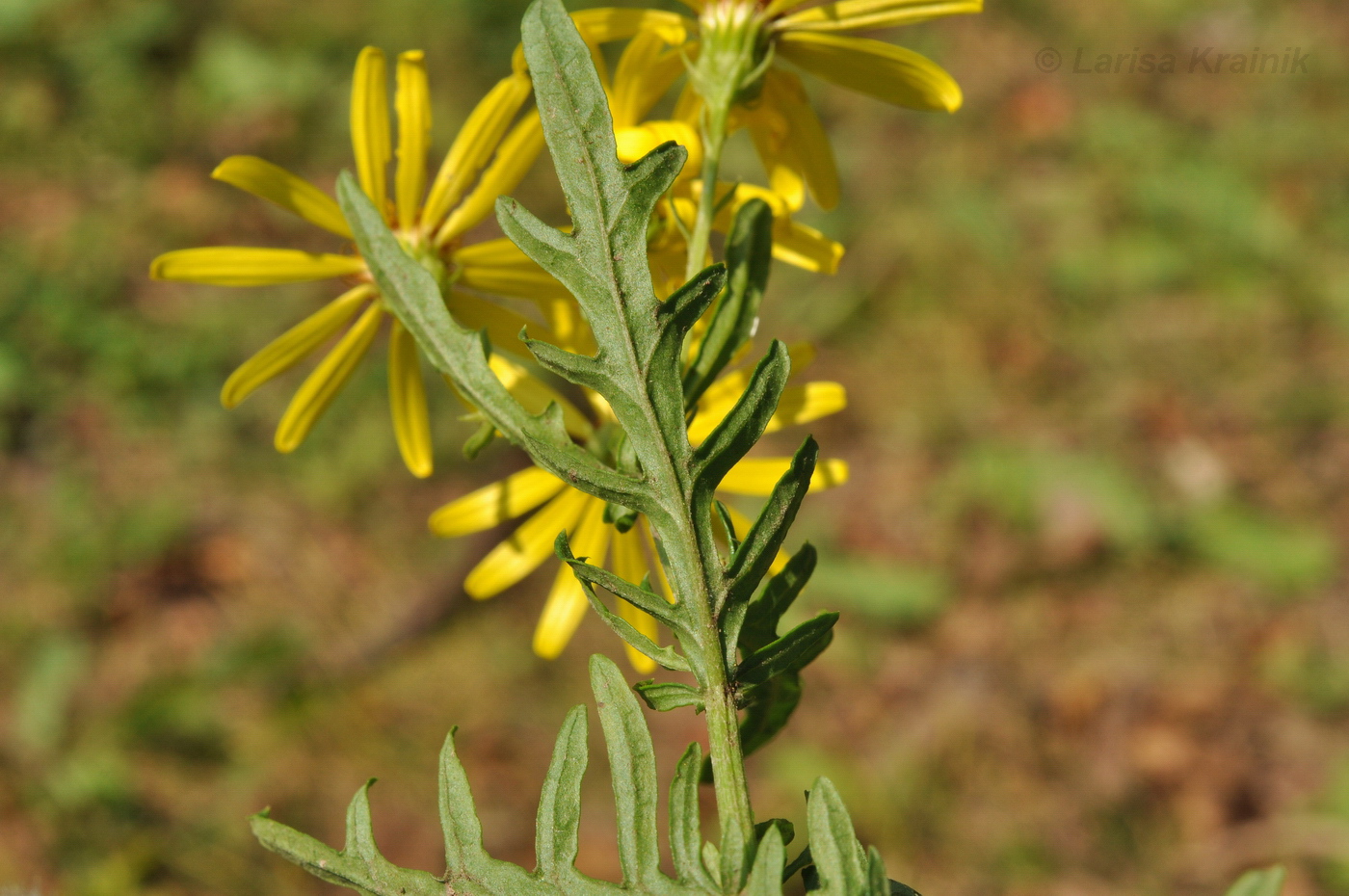 Изображение особи Senecio argunensis.