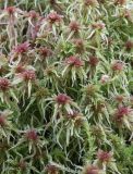 Sphagnum russowii