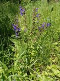 Salvia stepposa