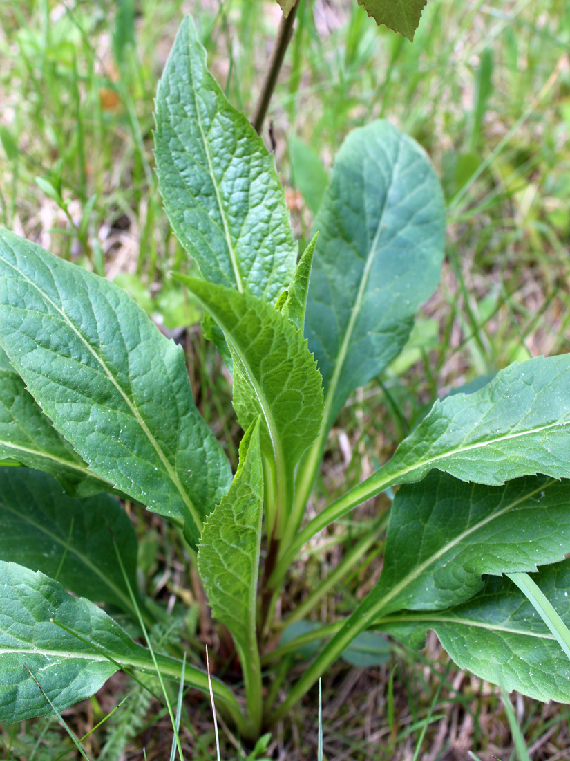 Изображение особи Solidago virgaurea.