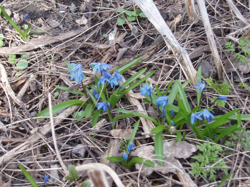 Изображение особи Scilla siberica.