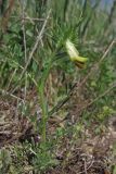 Vicia anatolica