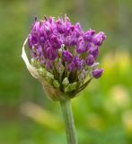 род Allium