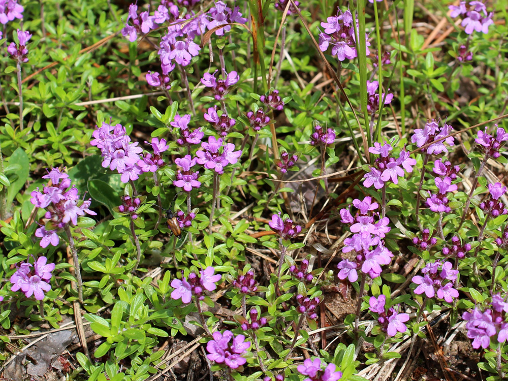 Изображение особи Thymus serpyllum.