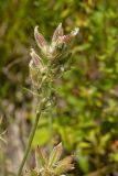 Oxytropis kungurensis. Незрелое соплодие. Пермский край, Берёзовский р-н, долина р. Шаква ниже с. Рыжково, разнотравный склон Татарской горы. 5 августа 2017 г.