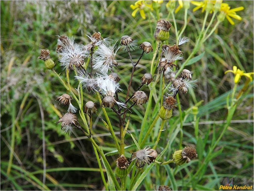 Изображение особи Senecio nemorensis.