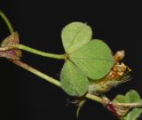 Trifolium eriosphaerum