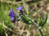 Anchusa officinalis