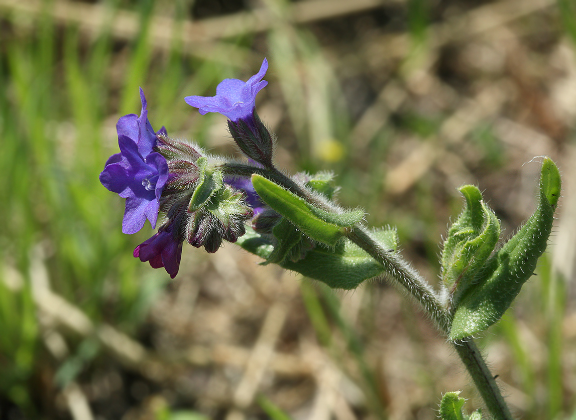 Изображение особи Anchusa officinalis.