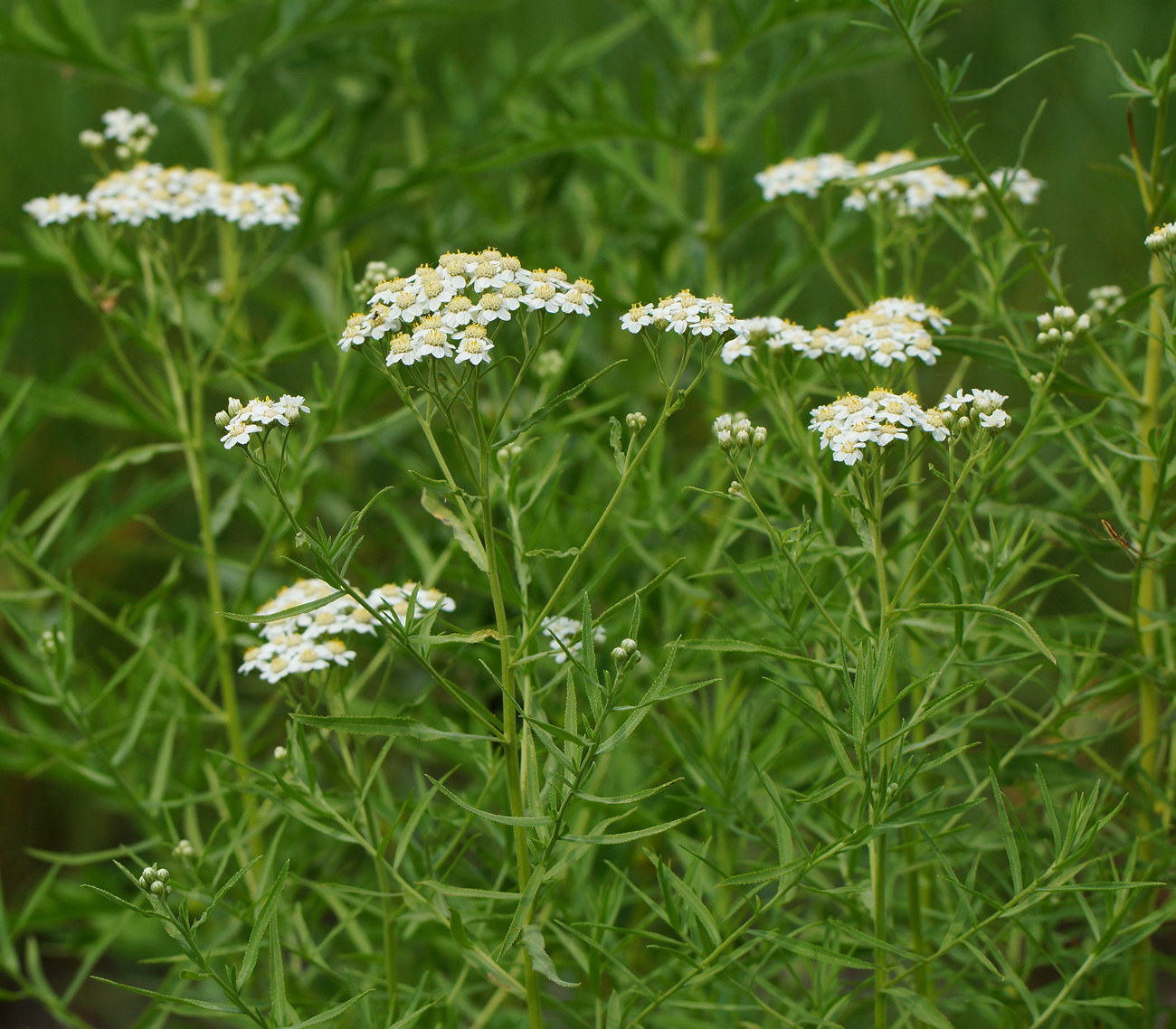 Изображение особи Achillea cartilaginea.