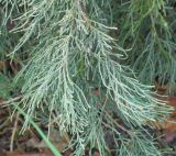 Juniperus virginiana. Часть нижней ветви. Ростовская обл., г. Таганрог, в сквере. 27.03.2018.