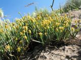 Ephedra regeliana