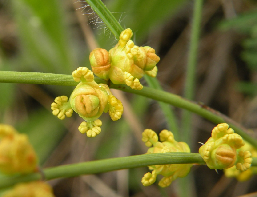 Изображение особи Ephedra distachya.