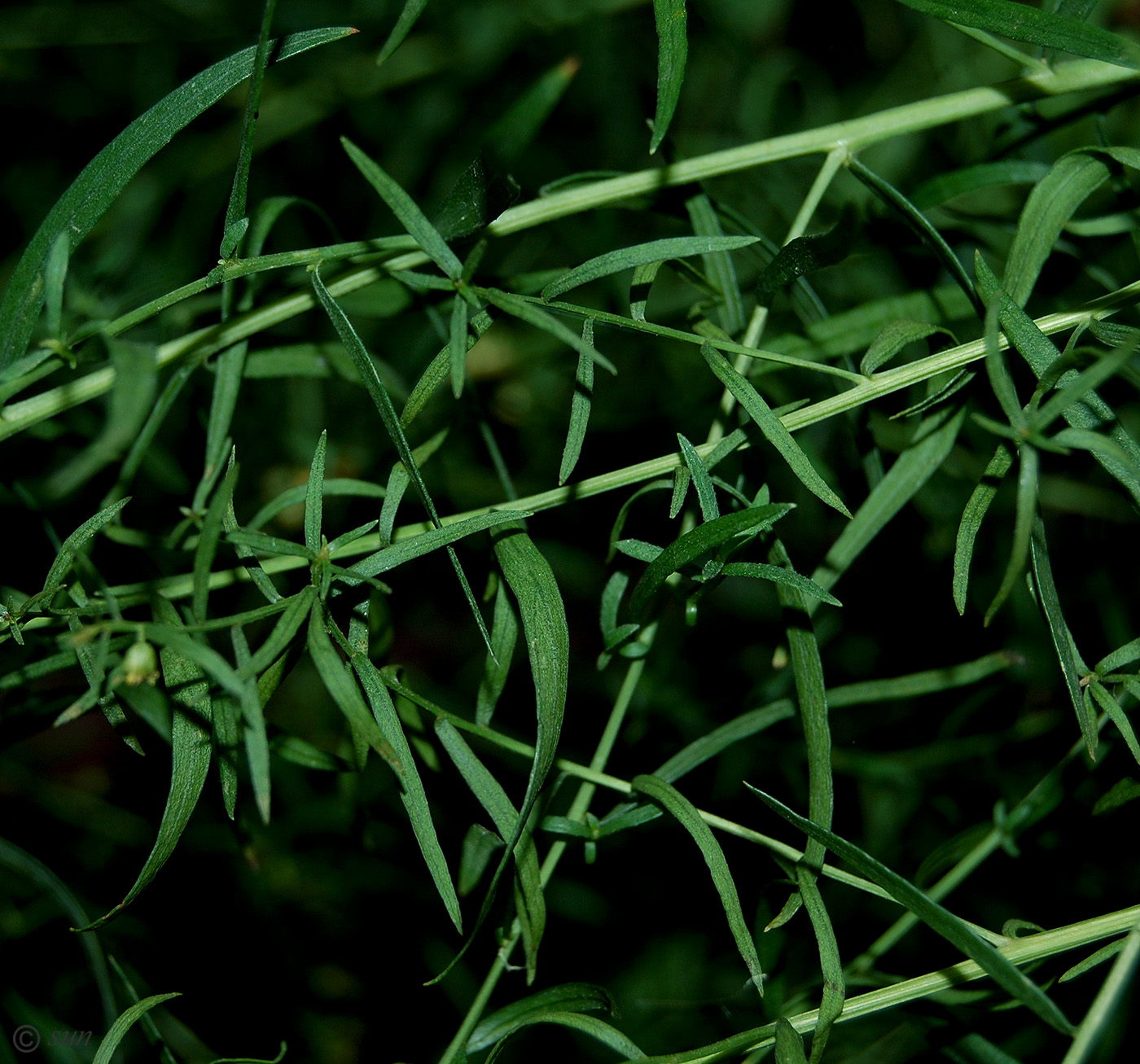 Image of Artemisia dracunculus specimen.