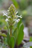 Lagotis integrifolia. Соцветие и часть листа. Кыргызстан, Иссык-Кульская обл., Внутренний Тянь-Шань, хр. Терскей-Ала-Тоо, ущ. Джеты-Огуз, долина р. Телеты, начало подъёма на пер. Телеты, 3100 м н.у.м., травянисто-кустарниковый склон. 16.05.2018.