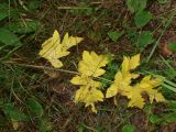 Heracleum sibiricum