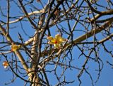 Ceiba speciosa. Часть ветви с цветком. Турция, Анталья, в культуре. 31.12.2018.