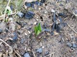 Hyacinthella litwinowii