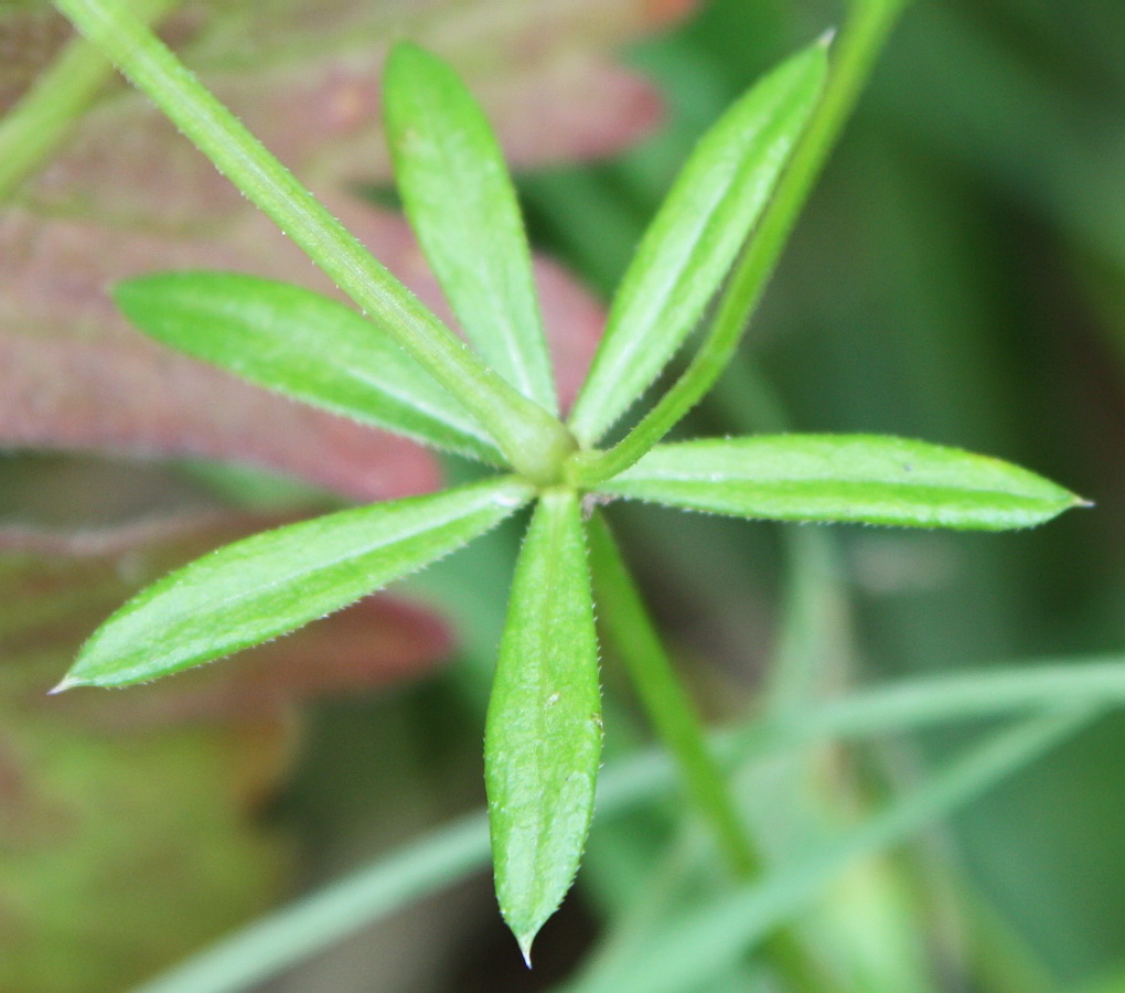 Изображение особи Galium uliginosum.