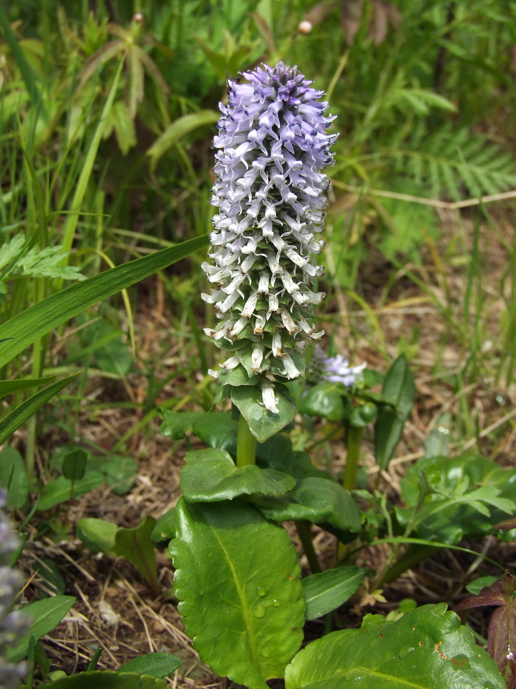 Изображение особи Lagotis glauca.