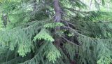 Picea abies