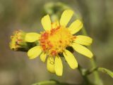 Senecio inaequidens. Соцветие с клещами-краснотелками. Испания, автономное сообщество Каталония, провинция Жирона, комарка Альт Эмпорда, муниципалитет Эль-Порт-де-ла-Сельва, по дороге от н.п. Vilajuïga до монастыря Sant Pere de Rodes, опушка гариги. 01.06.2019.