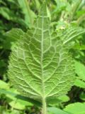 Stachys sylvatica