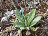 Verbascum thapsus. Розетка прикорневых листьев (слева - листья злака). Ленинградская обл., Кингисеппский р-н, берег р. Луга, молодые посадки Pinus sylvestris на месте вырубленного соснового леса. 02.05.2020.