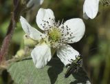 Rubus canescens