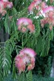 Albizia julibrissin