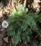 Pyrethrum parthenifolium