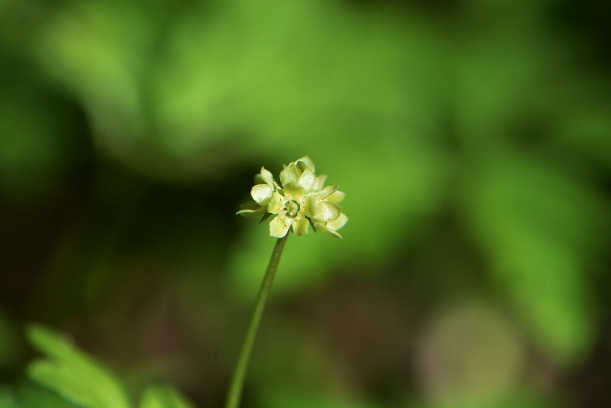 Image of Adoxa moschatellina specimen.