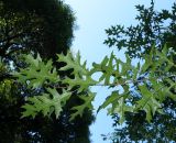 Quercus palustris. Побег. Абхазия, г. Сухум, Сухумский ботанический сад. 25.09.2022.