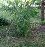 Robinia pseudoacacia