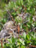 Luzula rufescens. Верхушка плодоносящего побега. Магаданская обл., Ольский р-н, окр. Ольского шоссе, на заросшей лесной дороге. 21.06.2023.