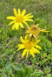 Arnica montana