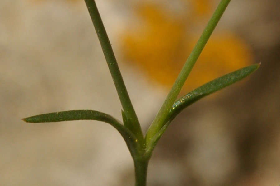 Изображение особи Minuartia hybrida.