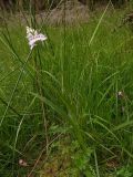 Dactylorhiza maculata