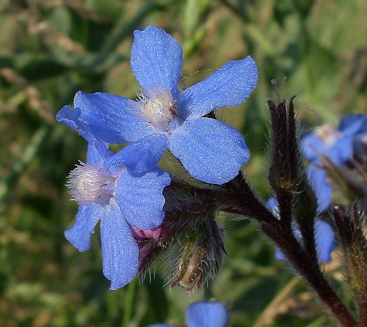 Image of Anchusa azurea specimen.