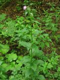 Carduus bicolorifolius. Цветущее растение. Украина, Закарпатская обл., Раховский р-н, у дороги в широколиственном лесу с преобладанием бука. 26 августа 2008 г.