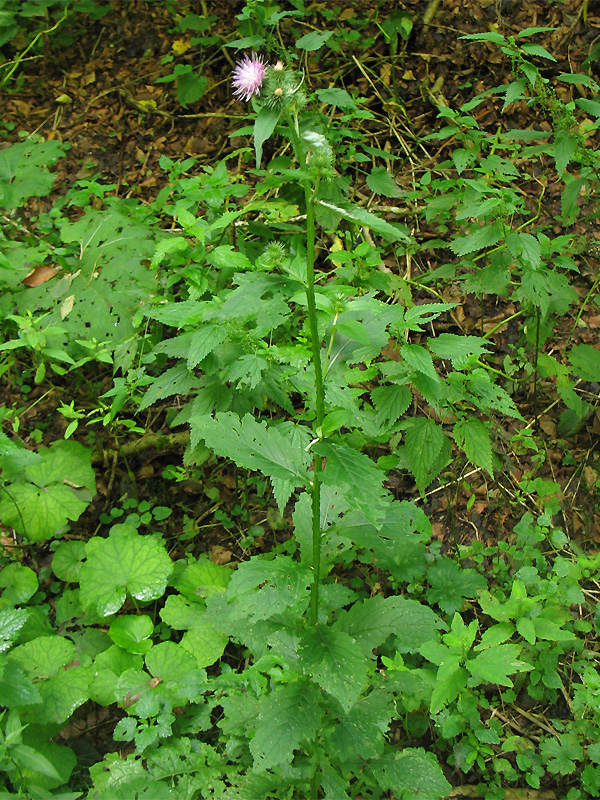 Изображение особи Carduus bicolorifolius.