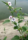 Althaea officinalis