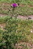 Centaurea scabiosa