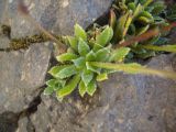 Saxifraga cartilaginea. Розетка листьев. Кабардино-Балкария, долина р. Кала-Кулак, урочище Джилы-Су, 2400 м н.у.м. 22.07.2012.