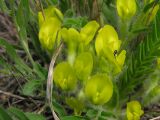 Astragalus henningii. Соцветие с кормящимся муравьём Cataglyphis sp. Саратовская обл., Татищевский р-н, песчано-каменистый склон юго-западной экспозиции. 22 апреля 2012 г.