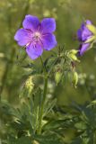 Geranium pratense